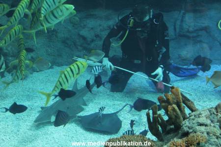 Hagenbeck Inventur 29122011 026