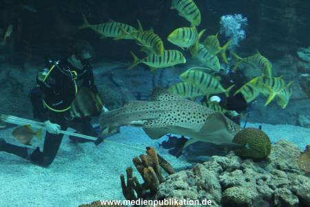 Hagenbeck Inventur 29122011 028