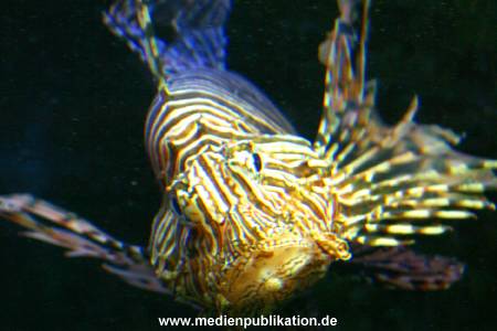 hagenbeck 03 04 018