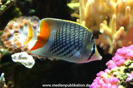 hagenbeck 03 04 021