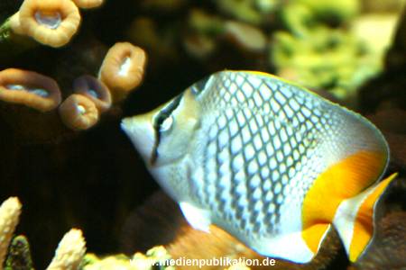 hagenbeck 03 04 022