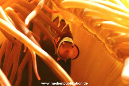 hagenbeck 03 04 023