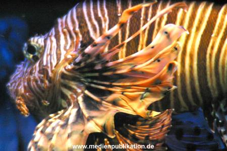 hagenbeck 05 03 043