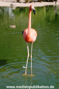 Hagenbeck 24042005 004