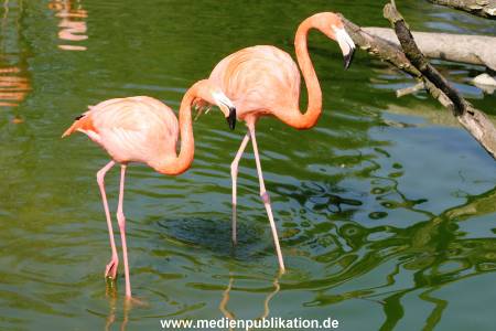 Hagenbeck 24042005 005