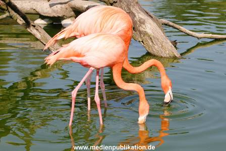 Hagenbeck 24042005 006