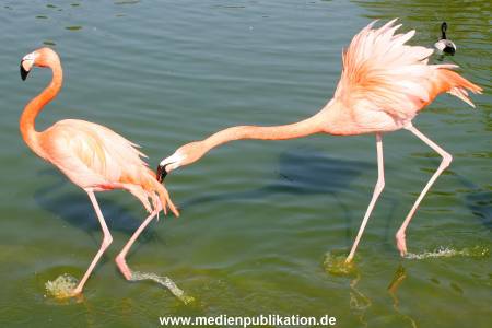 Hagenbeck 24042005 008