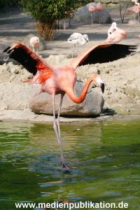 Hagenbeck 24042005 012