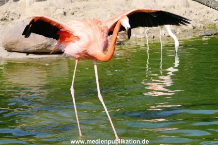 Hagenbeck 24042005 013