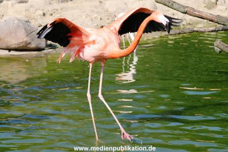 Hagenbeck 24042005 014