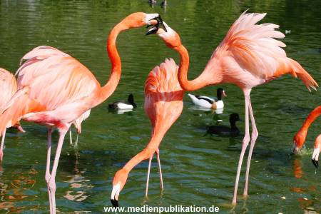 Hagenbeck 24042005 015