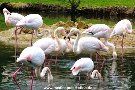 Hagenbeck Archiv 15032009 004.jpg
