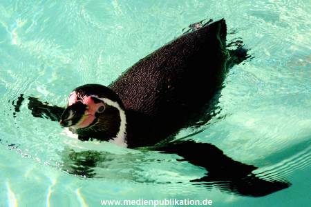 Hagenbeck Archiv 15032009 012.jpg