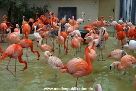 Hagenbeck Archiv 15032009 051.jpg