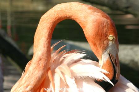 hagenbeck 05 03 110