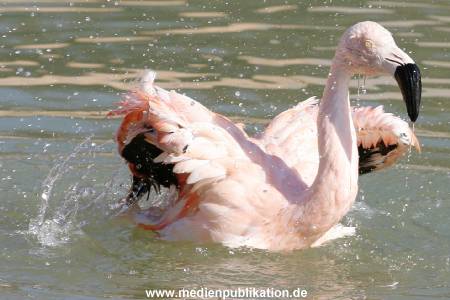 hagenbeck 20032005 009