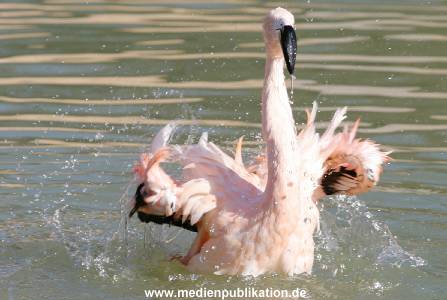 hagenbeck 20032005 010