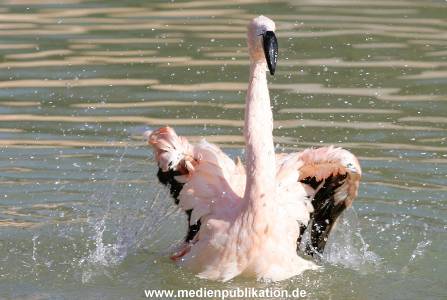 hagenbeck 20032005 011