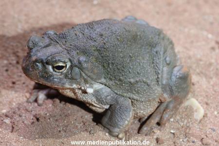 Hagenbeck 01082015 049