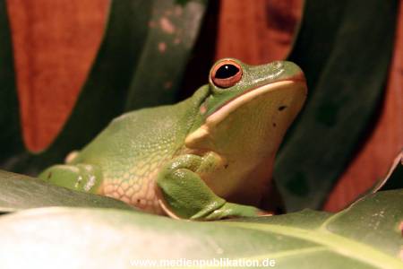 Hagenbeck Archiv 07042009 036
