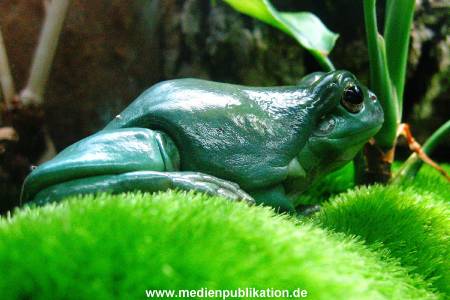 Hagenbeck Archiv 08032009 028