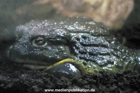 hagenbeck 05 03 044