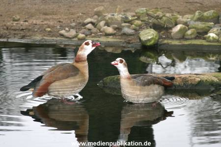 Hagenbeck 14022008 004