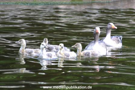alster 2001 001