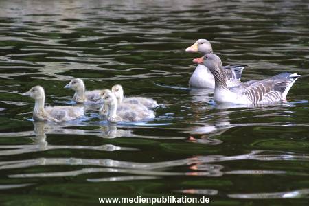 alster 2001 002