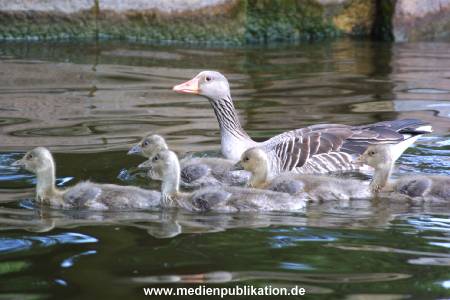 alster 2001 003