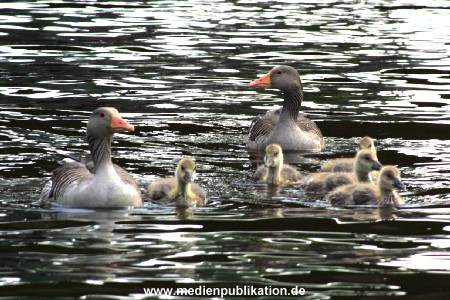 alster 2001 004