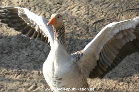 amrum 04 04 vogelkoje 001