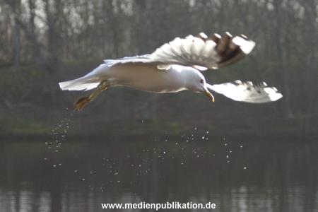 amrum 04 04 vogelkoje 003