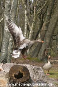 amrum 04 04 vogelkoje 006