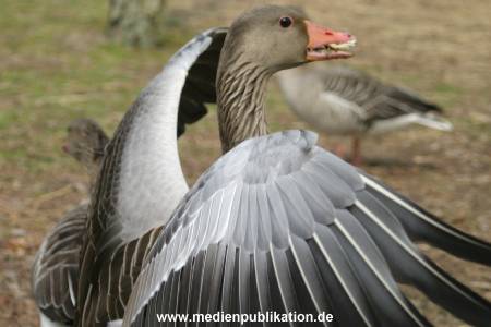 amrum 04 04 vogelkoje 007