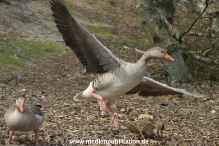 amrum 04 04 vogelkoje 008