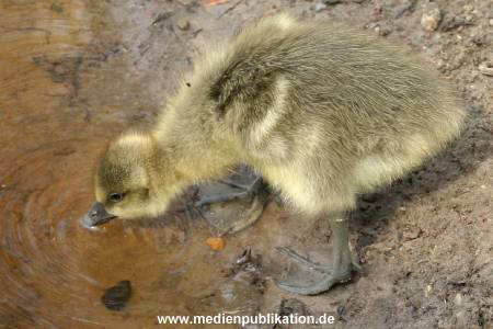 amrum 04 04 vogelkoje 009