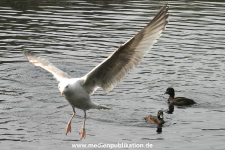 amrum 04 04 vogelkoje 011