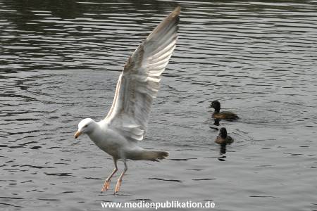 amrum 04 04 vogelkoje 012