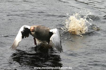 amrum 04 04 vogelkoje 013