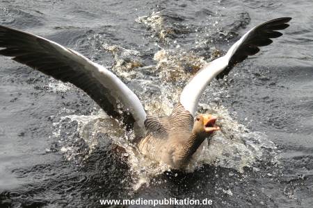 amrum 04 04 vogelkoje 014