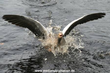 amrum 04 04 vogelkoje 015