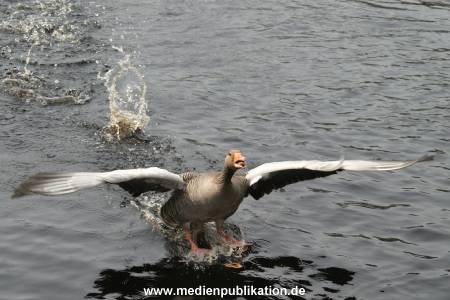 amrum 04 04 vogelkoje 016