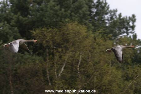 amrum 04 04 vogelkoje 020