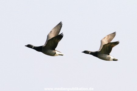 amrum 04 2005 001
