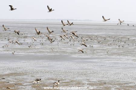 amrum 04 2005 002
