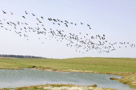 amrum 04 2005 007