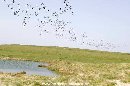 amrum 04 2005 008