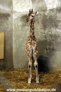 Hagenbeck 14022008 001
