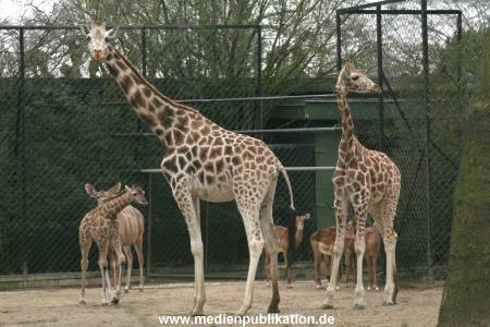 Hagenbeck 14022008 005
